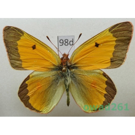 Colias audre (Hemming, 1933) male Russia98d